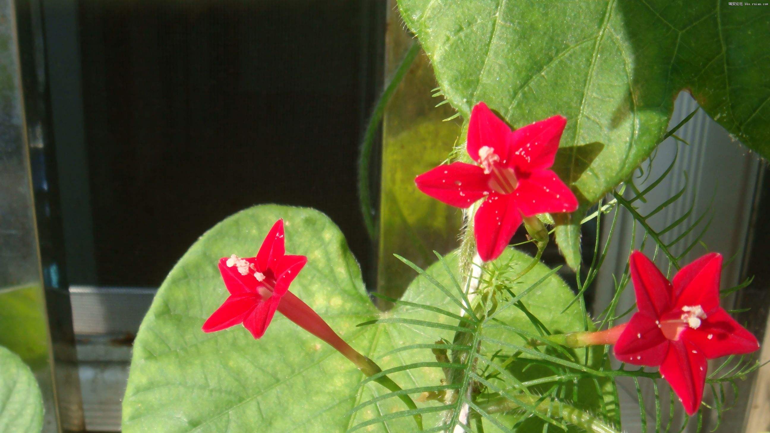 (学名: i>ipomoea /i>  i>cholulensis /i> kunth)是旋花科茑萝属植物