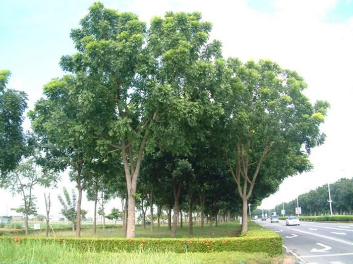  p>桃花心木质地坚硬轻巧,易于求取结构坚固和形式灵巧的效果,同时