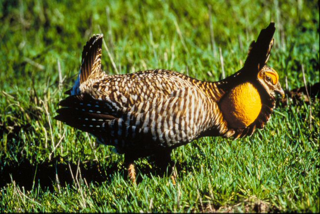 greater prairie chicken