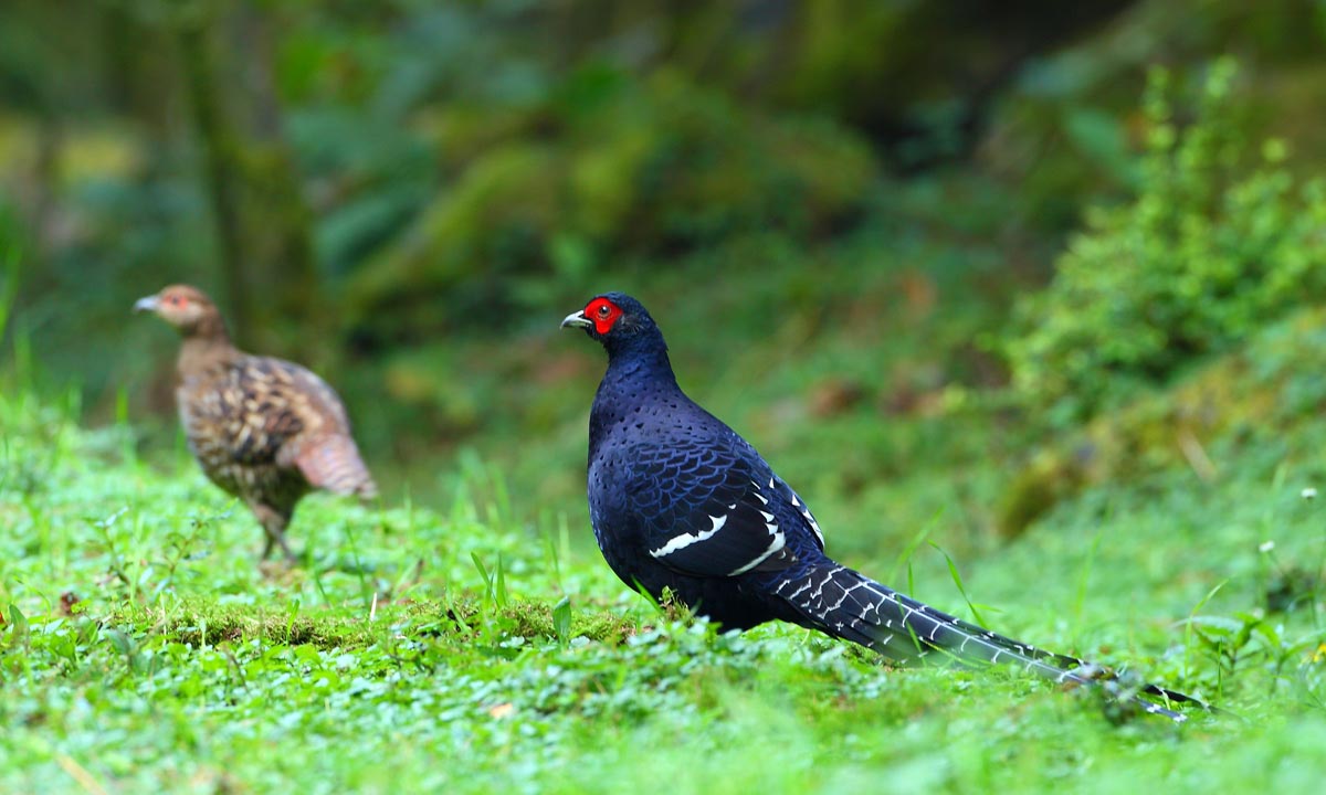 id="gnx3tygxqe">黑长尾雉(学名: i>syrmaticus mikado /i>)大型鸡类