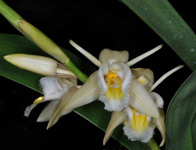  p>滇西贝母兰(学名: i>coelogyne calcicola /i>  kerr): a target="