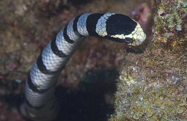 青灰海蛇