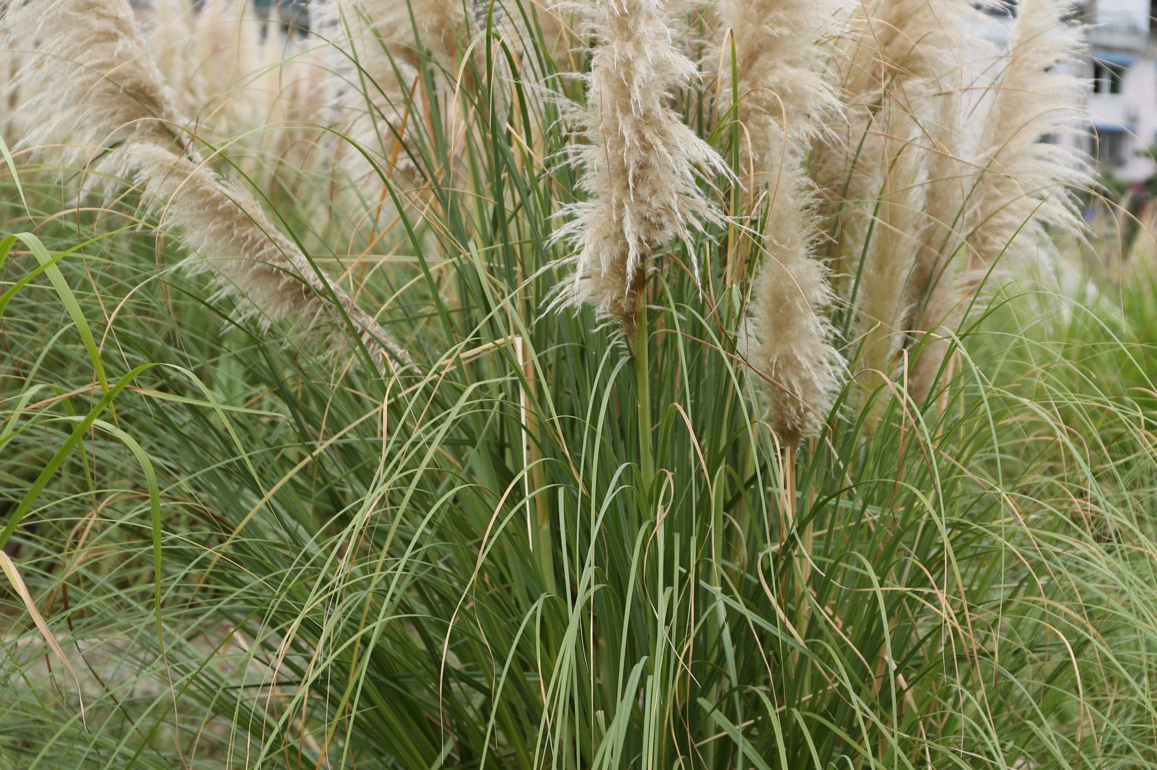  p>蒲苇属(学名:cortaderia stapf)是禾本科下一个属.
