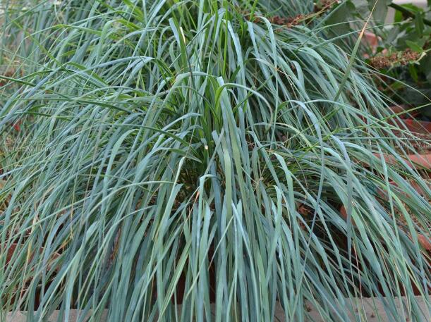 psathyrostachys huashanica keng