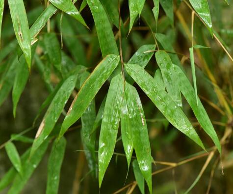  p>新小竹(学名: i>neomicrocalamus prainii  /i>(gamble) keng f.