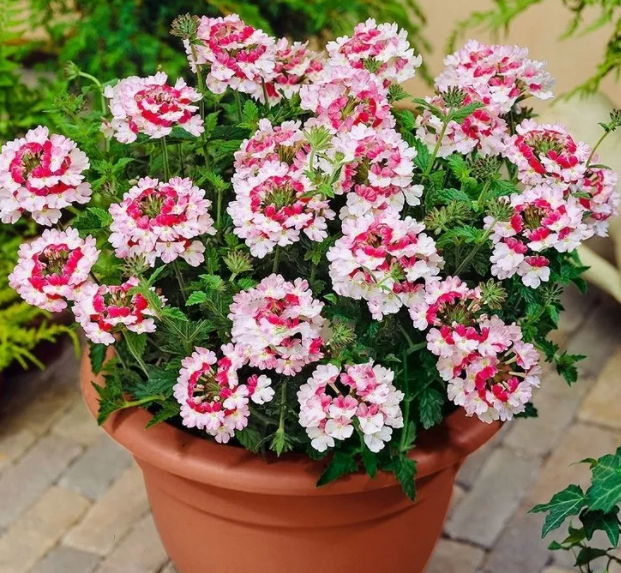 美女樱 都叫 美女 了 这花到底美不美呢 百科ta说