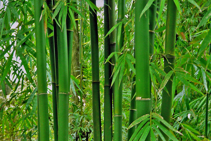  p>竹,又名竹子.品种繁多,有毛竹,麻竹,箭竹等.
