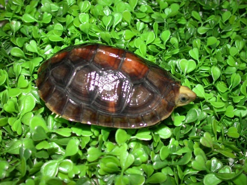  p>金头闭壳龟(学名: i>cuora aurocapitata /i>)是龟科,闭壳龟属动物