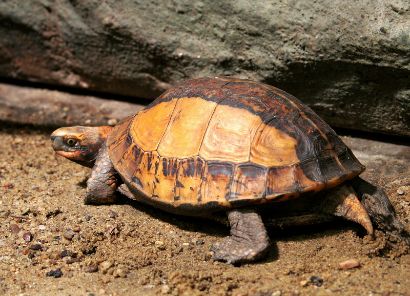  p>黄额闭壳龟(学名: i>cuora galbinifrons) /i>是龟科,闭壳龟属的