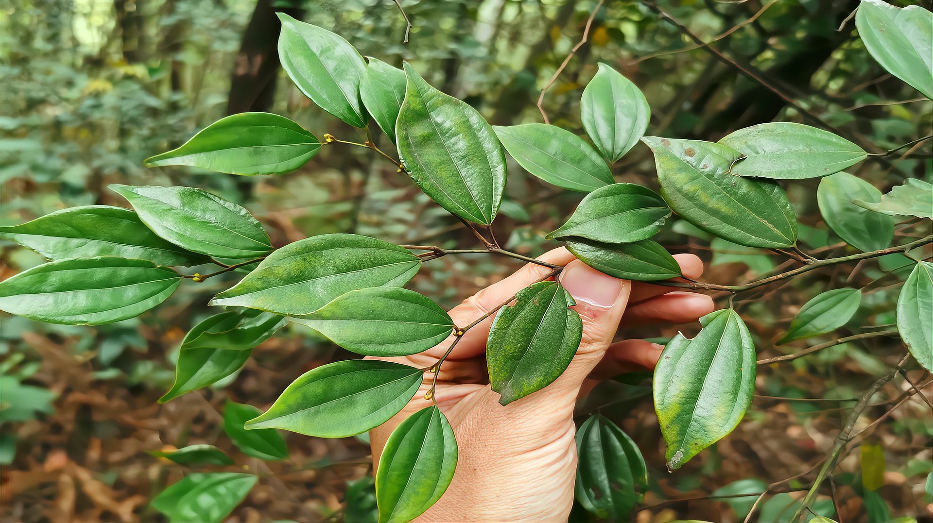 乌药（樟科山胡椒属植物）_百度百科
