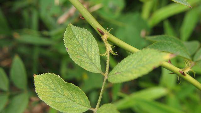 为蔷薇科植物三叶悬钩子 i>rubus delavayi  /i>franch.的全株.