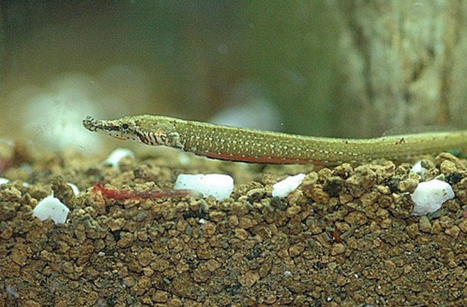  p>低海龙(学名: i>hippichthys heptagonus /i>)是海龙科,海龙属的一