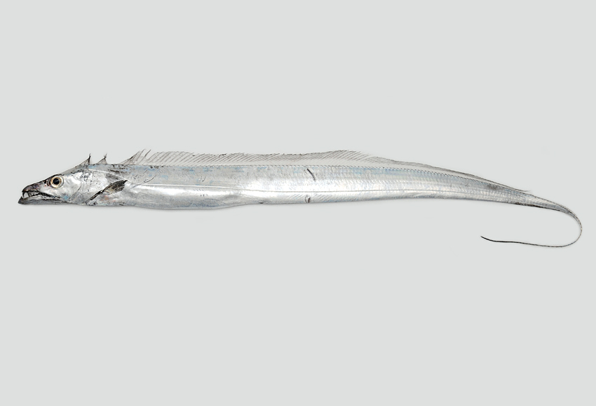  p>日本带鱼(学名: i>trichiurus japonicus /i>)是带鱼科,带鱼属鱼类