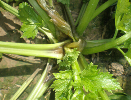 芹菜斑枯病