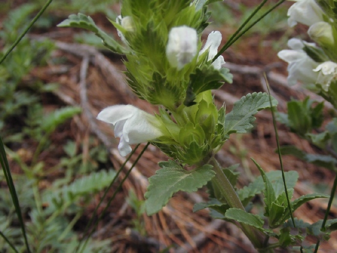  p>白花枝子花(学名: i>dracocephalum heterophyllum  /i>benth.