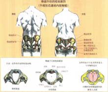 骨盆宽