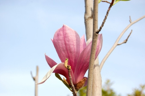 木兰（木兰目木兰科植物的统称）_百度百科