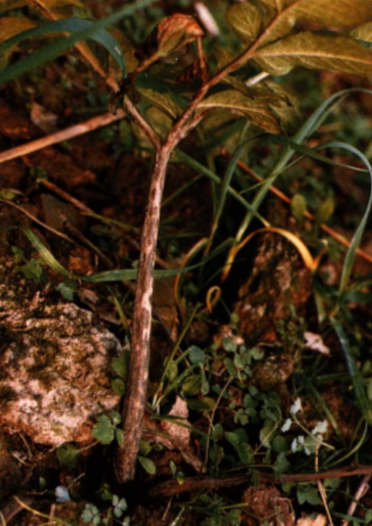 " data-lemmaid="10017709">果腐刺盘孢 /a>引起的,发生在魔芋的病害