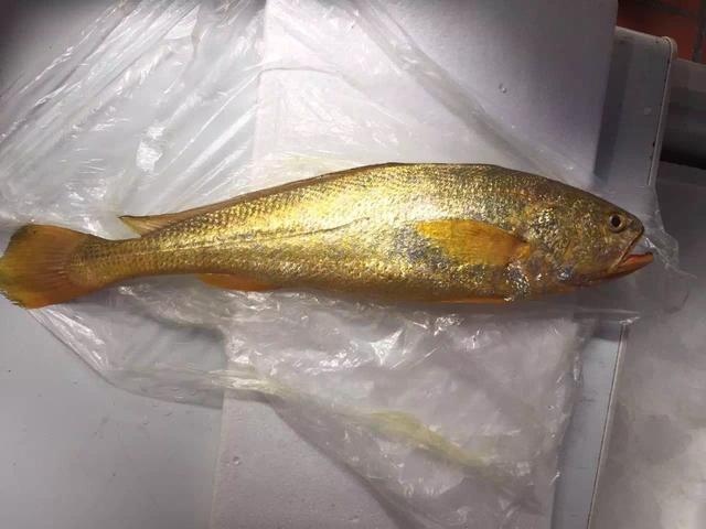 大黄鱼(larimichthys crocea)是<a