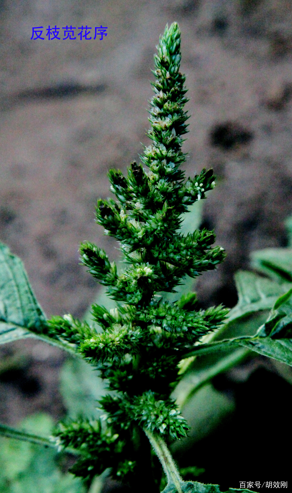 苋科反枝苋花、花序、花群体、果序、果群体、根、茎及叶原图_百科TA说