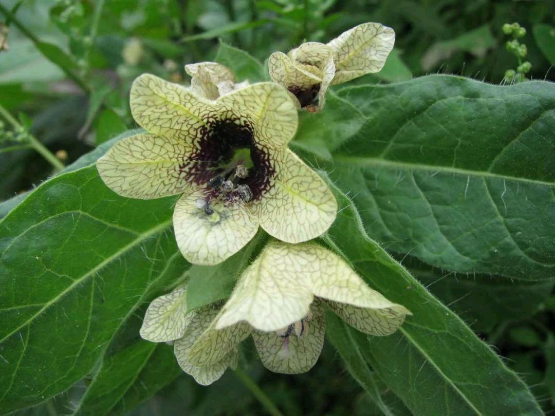 天仙子是一种怎样的植物_百科TA说