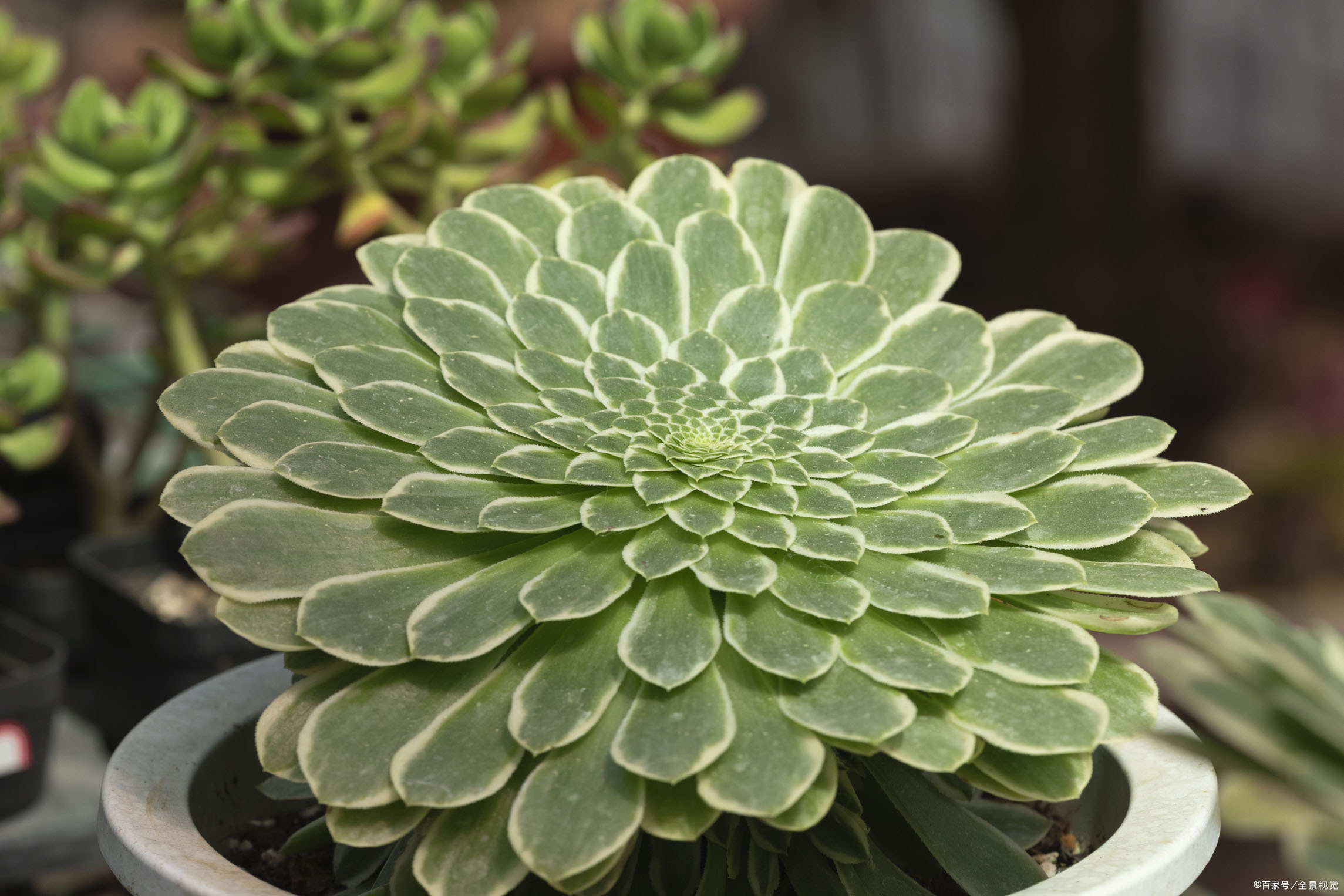 紫牡丹多肉化多是这几件事没做好 教你三种办法 就可以轻松解决 百科ta说