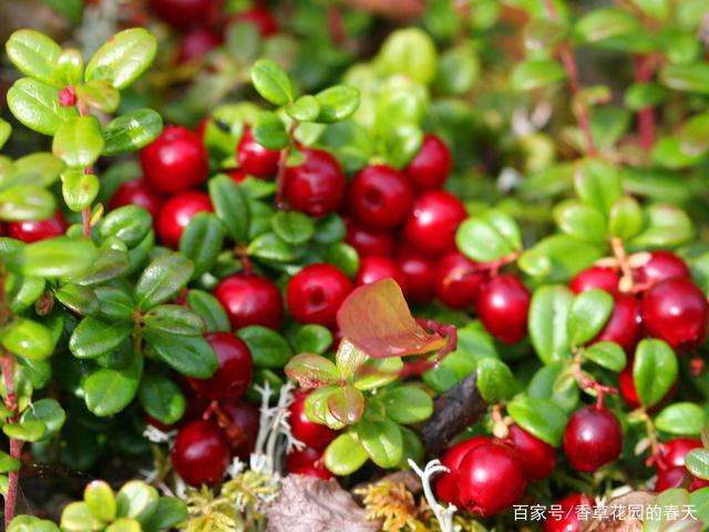 北国红豆 蔓越莓 可以连续结果几十年 养不活主要是气候原因 百科ta说