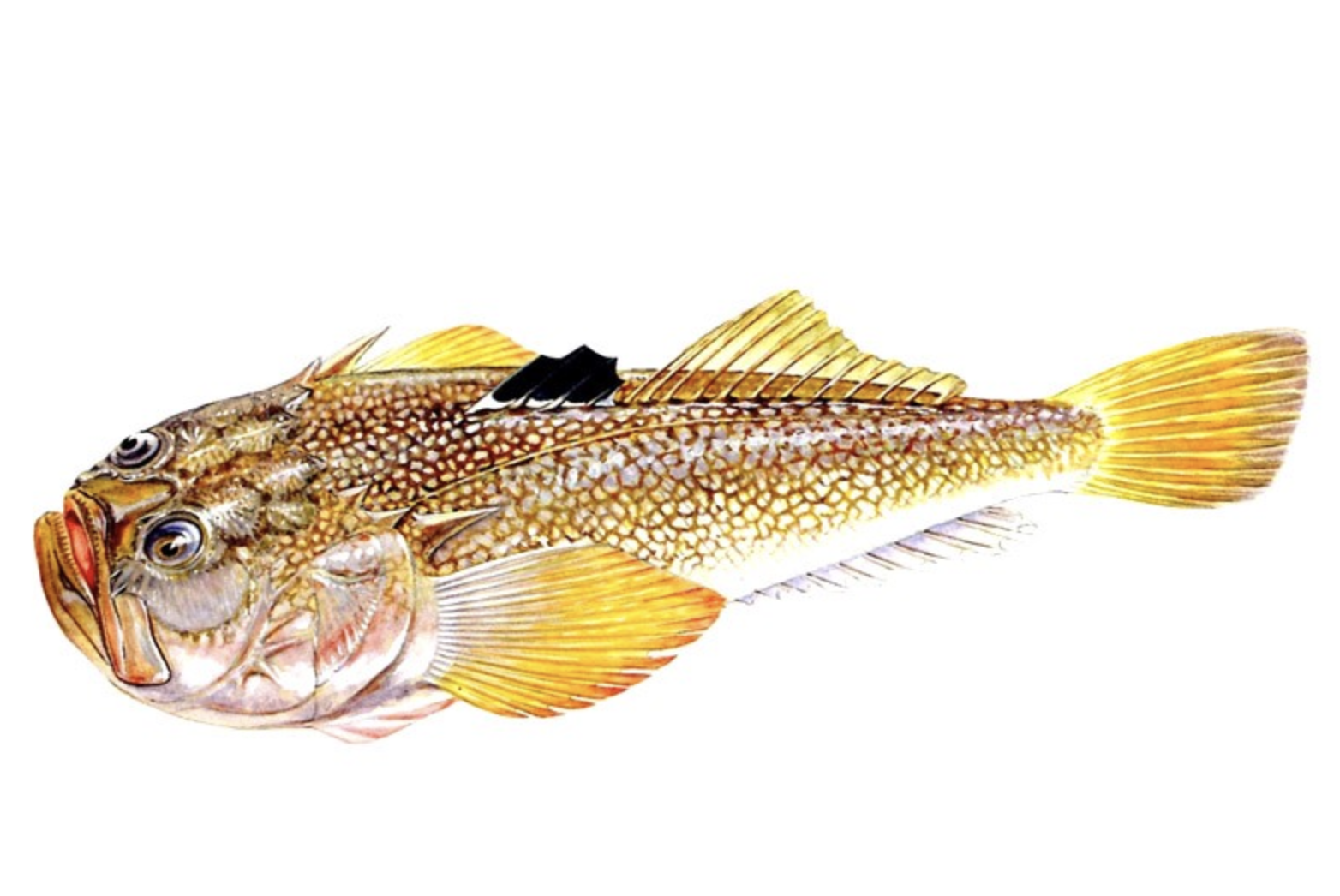  p>日本鰧(学名: i>uranoscopus japonicus /i>)是鰧科鰧属的一种鱼类