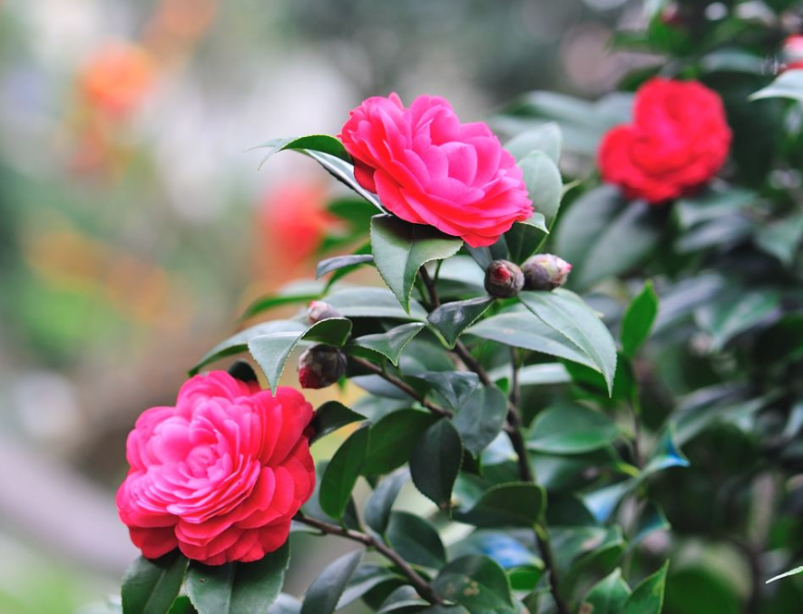 养茶花 每年 6月 壮蕾 看到状态后 才知壮蕾的好处 百科ta说