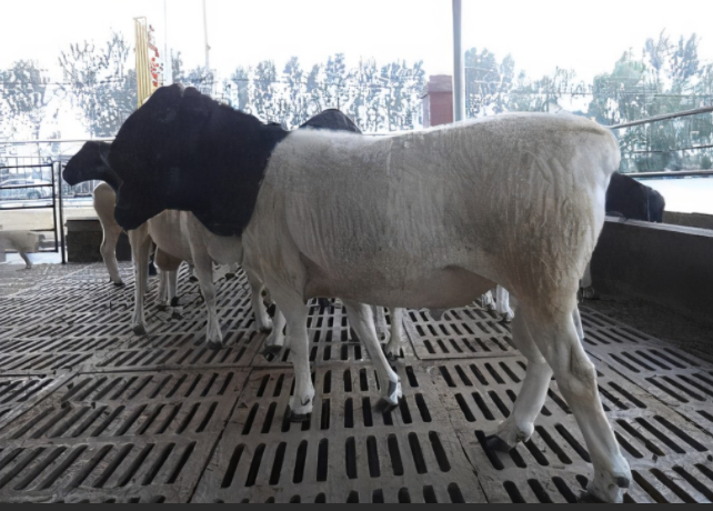  p>分布于云南迪庆州.属西藏羊系统,短毛型山地粗毛羊. /p>