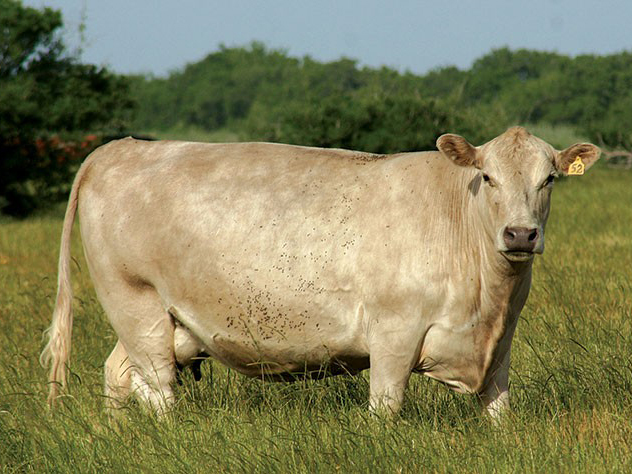 家牛