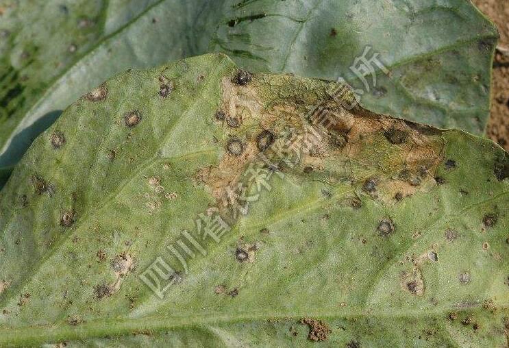  p>甘蓝黑斑病主要是由甘蓝链格孢引起的,发生在 a target="_blank"