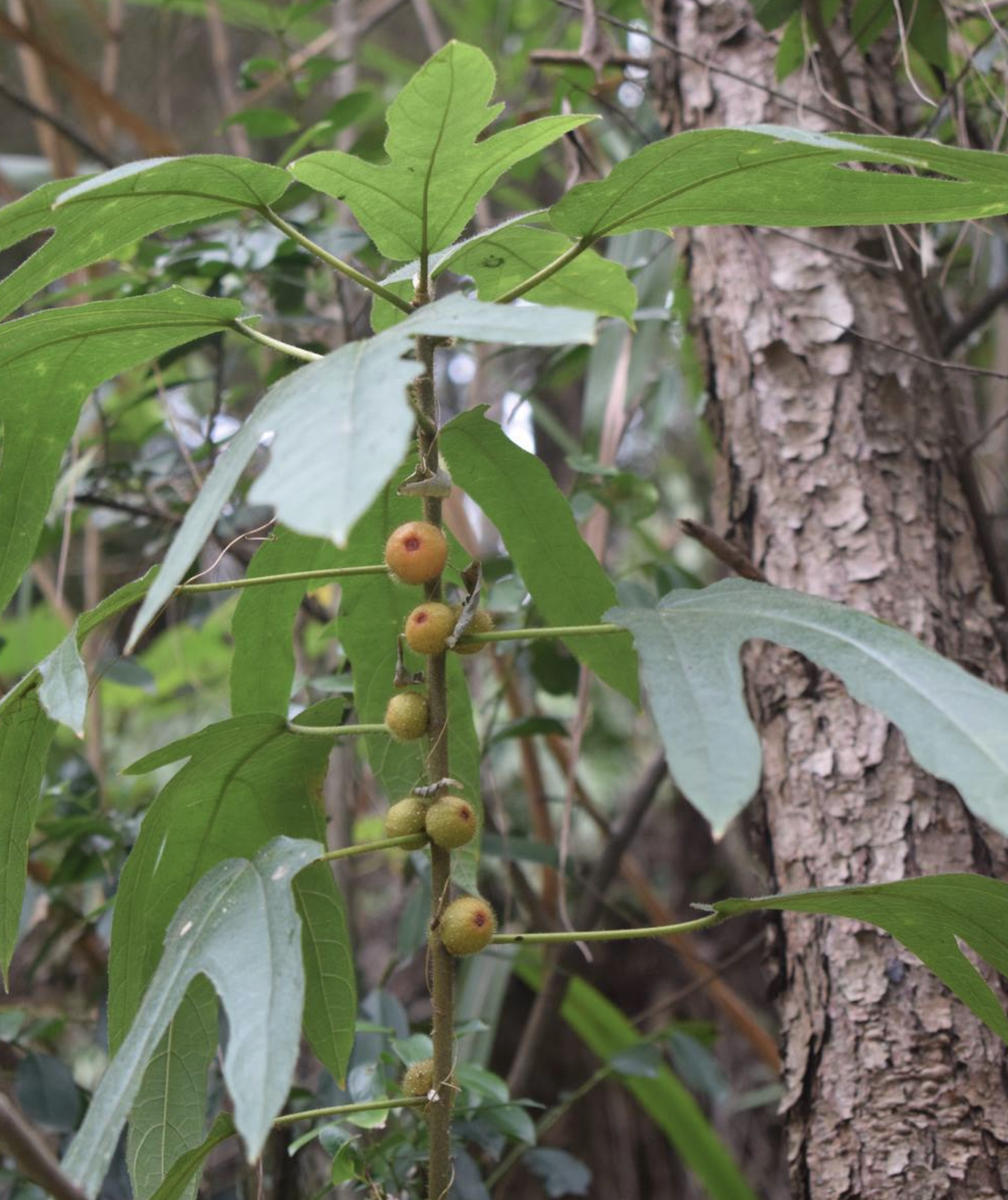  p>粗叶榕(学名: i>ficus hirta /i> vahl)是桑科,榕属植物.