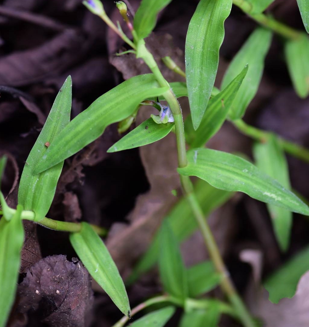 金心蝴蝶水竹叶