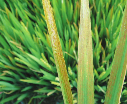  p>水稻胡麻斑病又叫胡麻叶枯病,俗称饥饿病,是由稻平脐蠕孢引起的