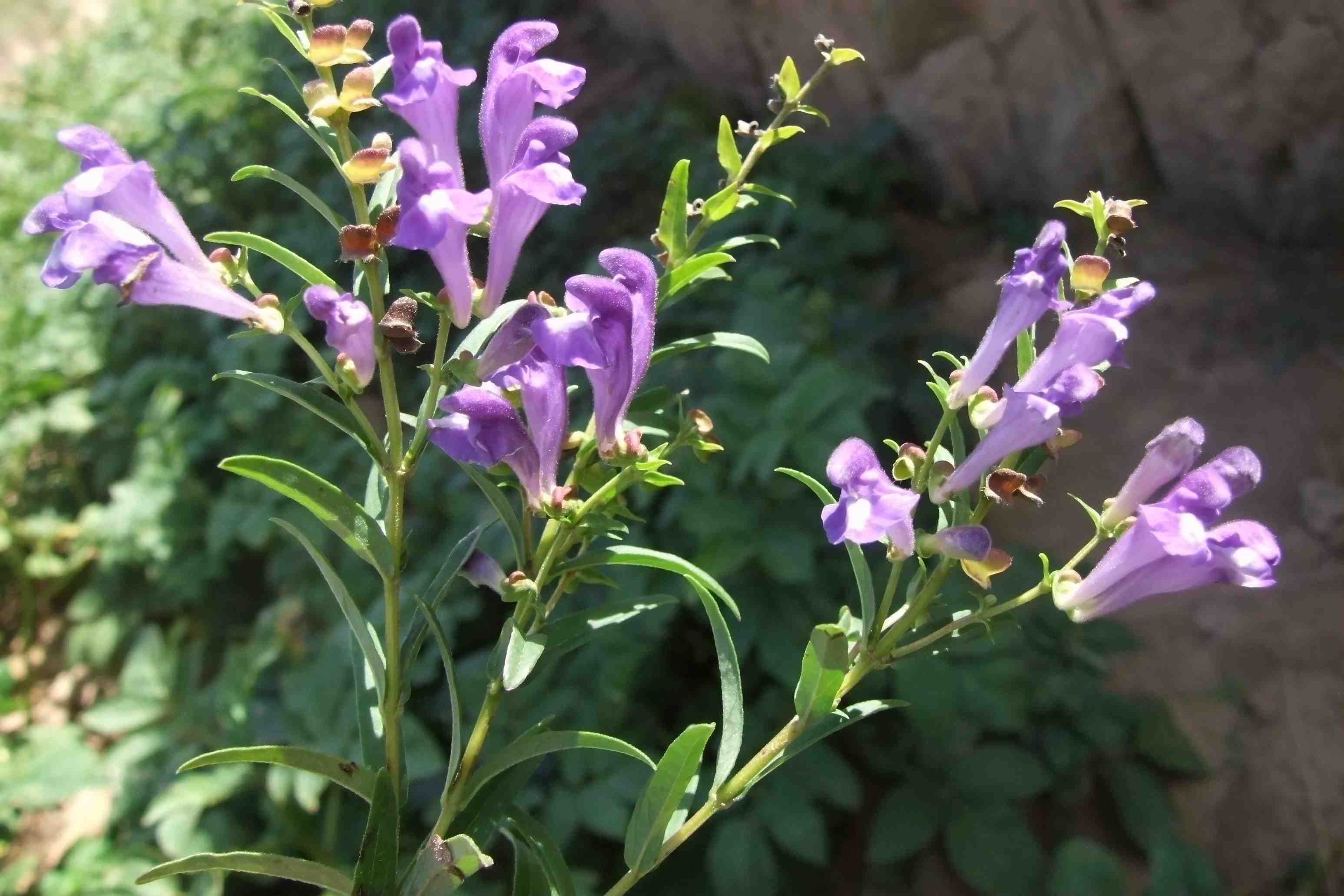 baicalensis /i> georgi)为唇形科黄芩属多年生草本植物;茎分枝,近