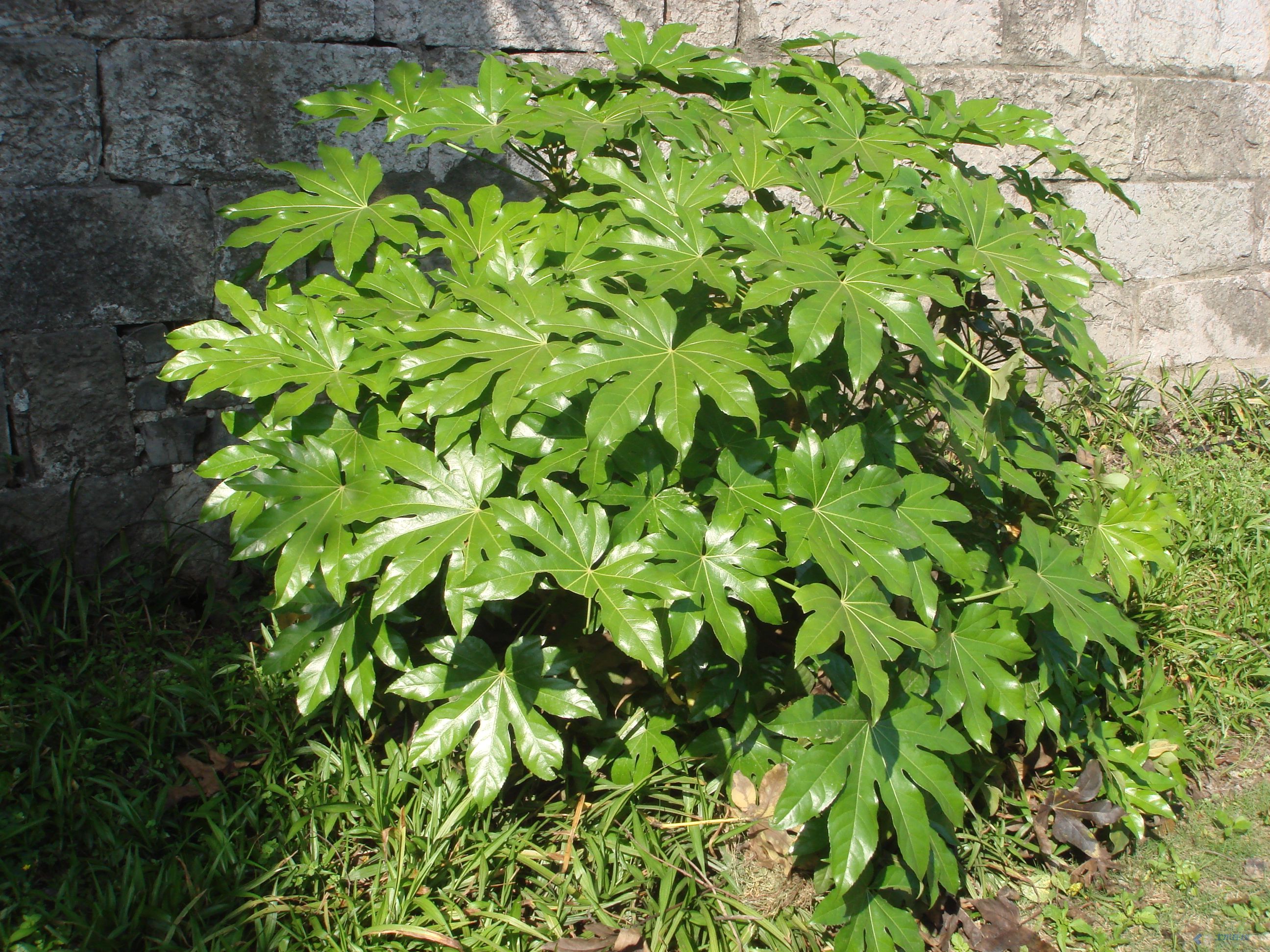 八角金盘怎样栽培?