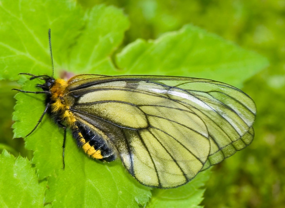 parnassius glacialis