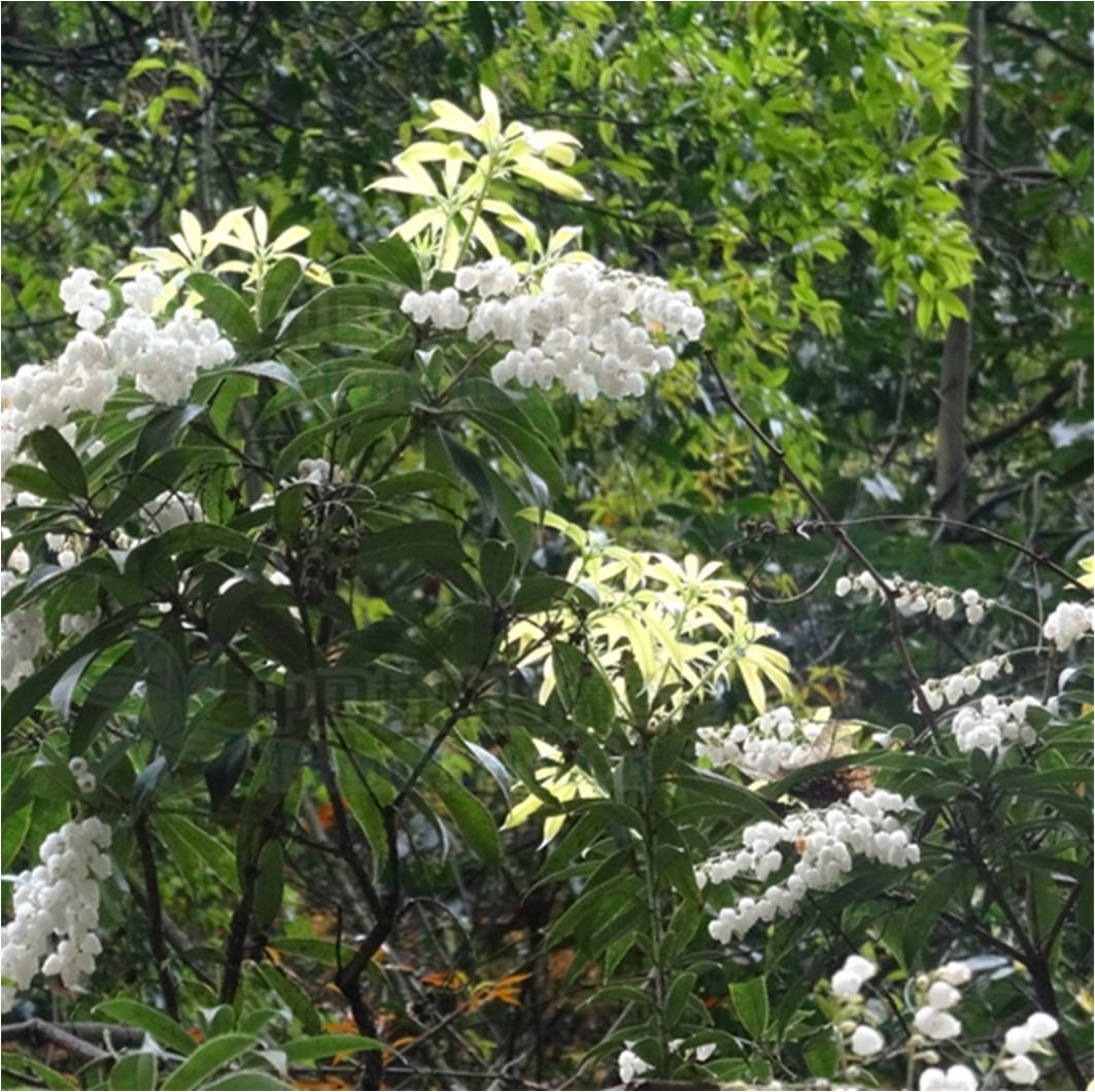 美丽马醉木