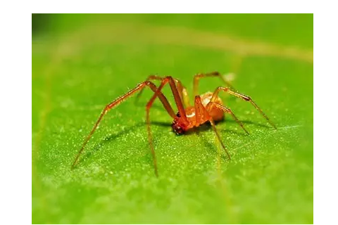 血红蜘蛛