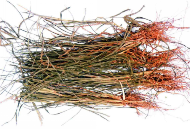 牛筋草（禾本科穇属植物）_百度百科