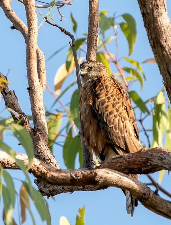  p>赤鹰(学名: i>erythrotriorchis radiatus /i>):为鹰科,赤鹰属的一