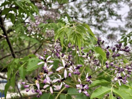 楝（楝科楝属植物）_百度百科