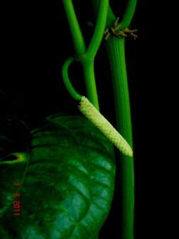 蒌叶（胡椒科胡椒属植物）_百度百科