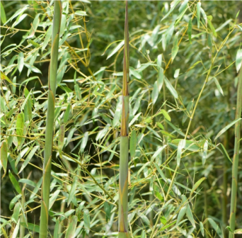 水竹（禾本科刚竹属植物）_百度百科