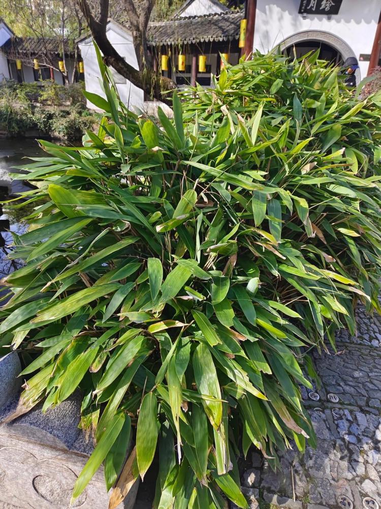 箬竹_百度百科