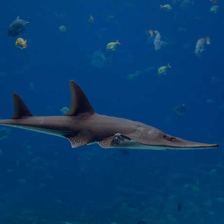  p>及达尖犁头鳐(学名: i> /i> i>rhynchobatus djiddensis /i>)是尖