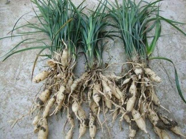 7jepz">麦冬皂苷是一种 a target="_blank" href="/item/植物/142914"