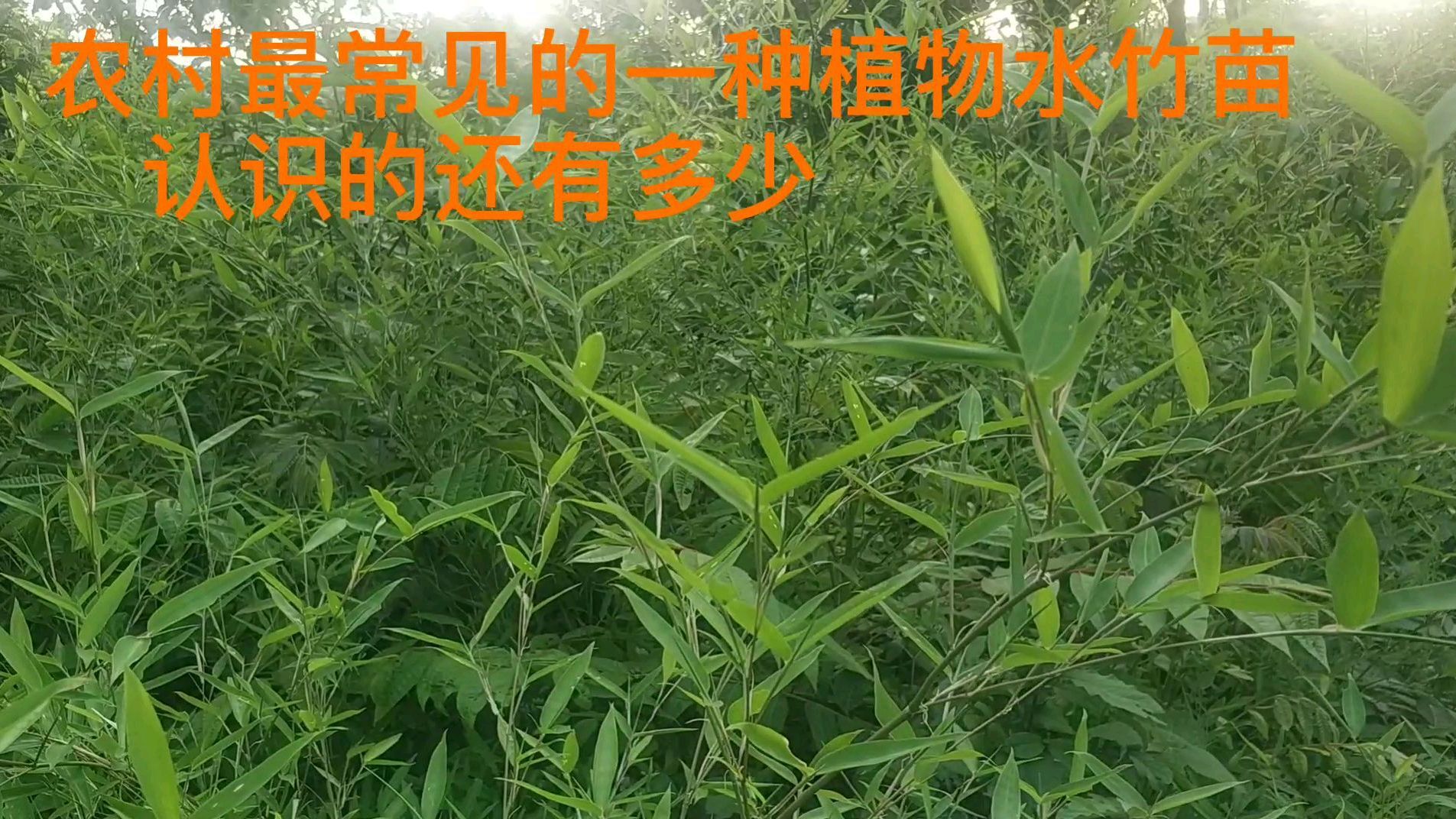 水竹（禾本科刚竹属植物）_百度百科