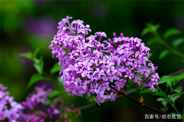 五月读诗：芭蕉不展丁香结，丁香怎么会打结呢_百科TA说